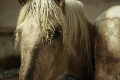Photo of Adorable horse in stable, closeup. Lovely domesticated pet