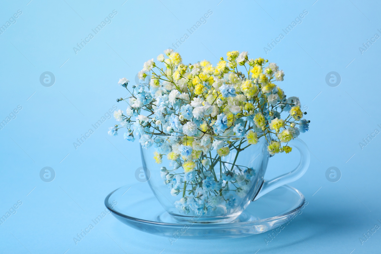 Photo of Beautiful dyed gypsophila flowers in glass cup on light blue background