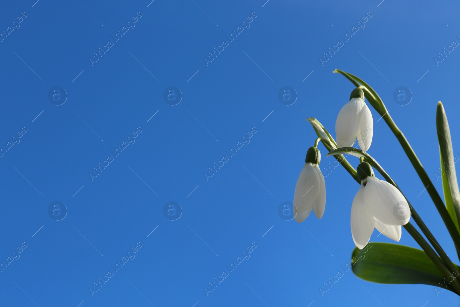 Photo of Beautiful blooming snowdrops against blue sky, space for text. Spring flowers