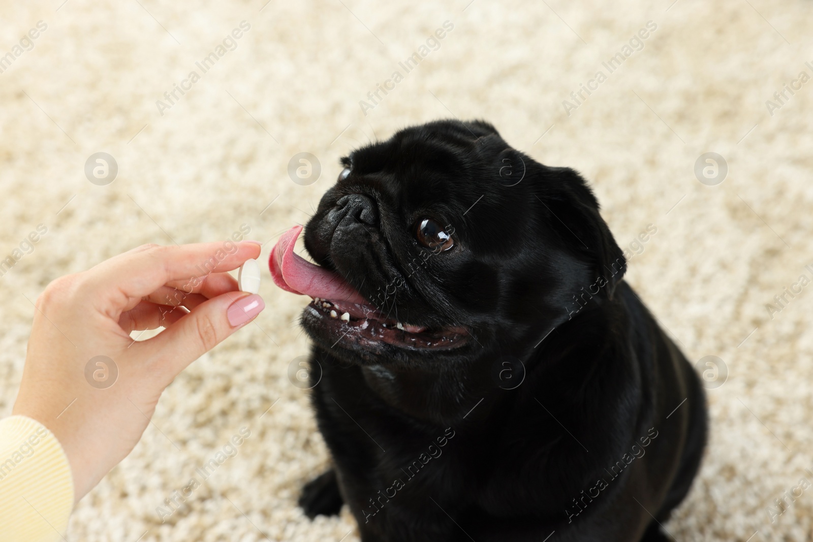 Photo of Woman giving pill to cute Pug dog in room, closeup