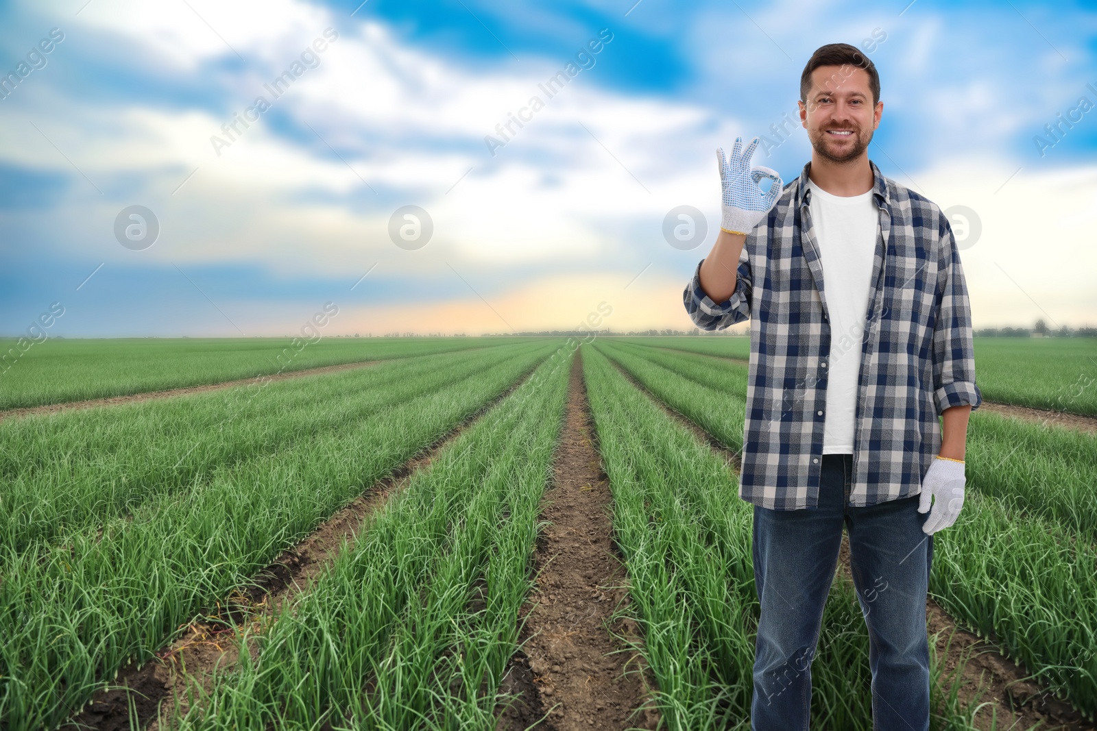 Image of Farmer showing Ok gesture in field. Harvesting season