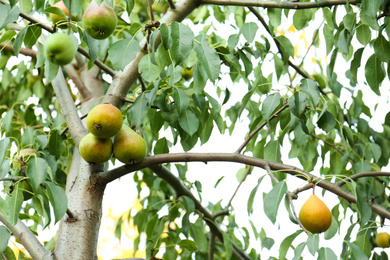 Photo of Pear tree with ripe fruits in garden