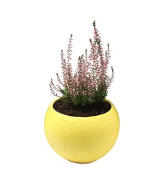 Beautiful heather in flowerpot isolated on white