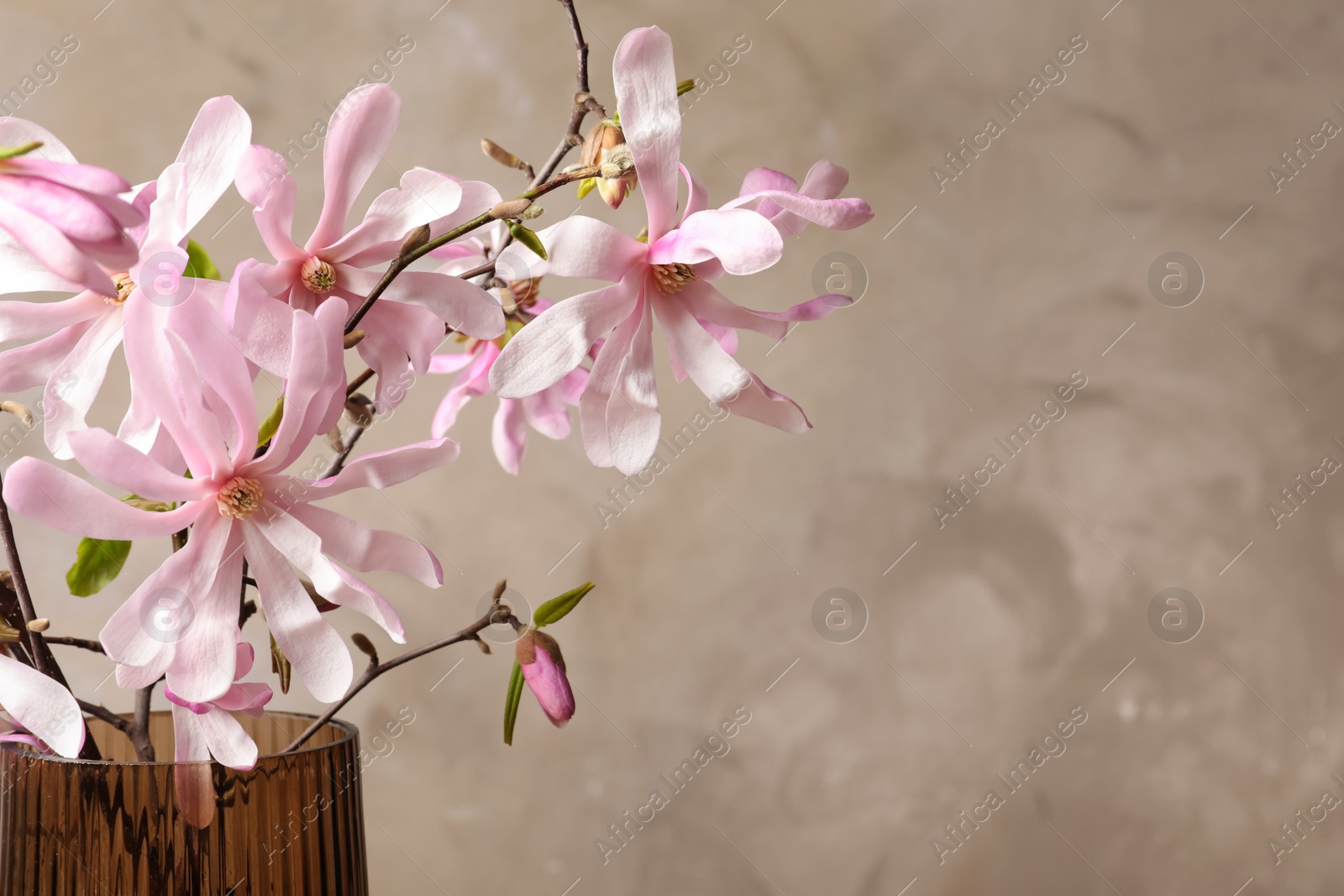 Photo of Magnolia tree branches with beautiful flowers in glass vase against grey background, closeup. Space for text