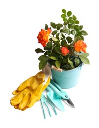 Pair of gloves, blooming rose bush and gardening tools on white background