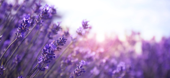 Image of Beautiful lavender field, closeup view with space for text. Banner design  