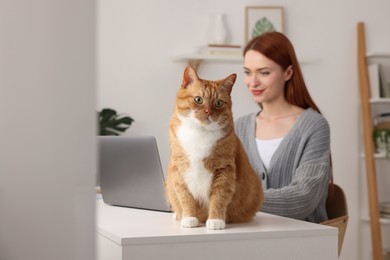 Photo of Woman working with laptop at desk. Cute cat sitting near owner at home, selective focus