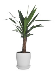 Photo of Beautiful Yucca plant in pot isolated on white. House decor