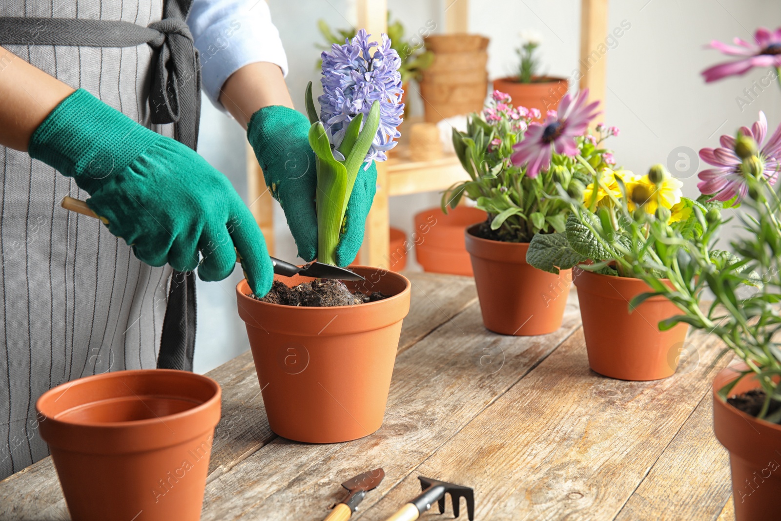 Photo of Woman taking care of flowers indoors, closeup. Home gardening