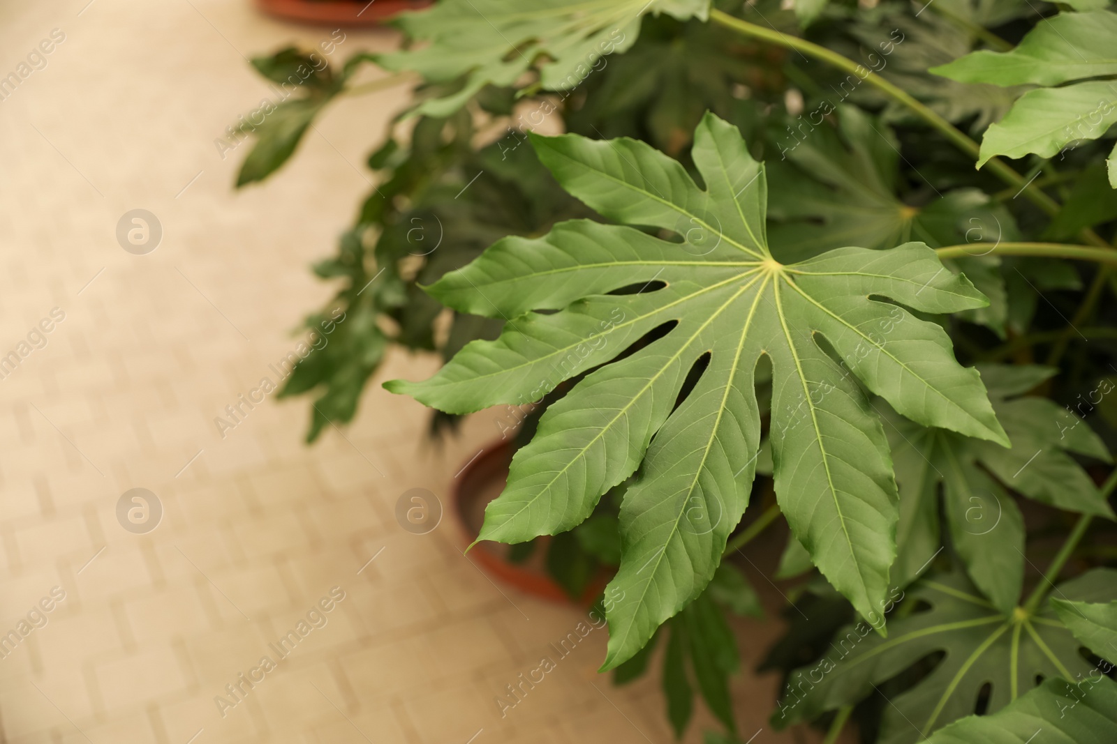 Photo of Beautiful paperplant with green leaves indoors, above view. Space for text