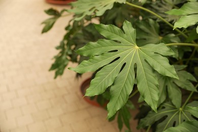 Beautiful paperplant with green leaves indoors, above view. Space for text