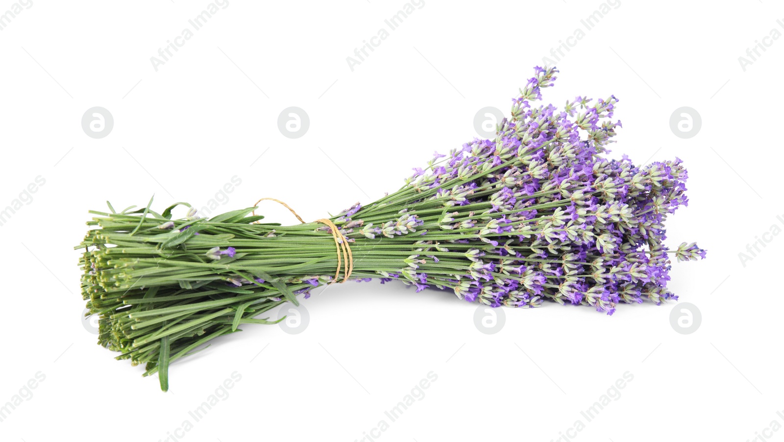 Photo of Beautiful tender lavender flowers on white background