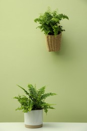 Photo of Beautiful fresh potted ferns near green wall