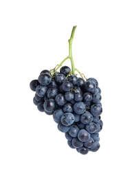 Photo of Bunch of fresh ripe juicy black grapes isolated on white