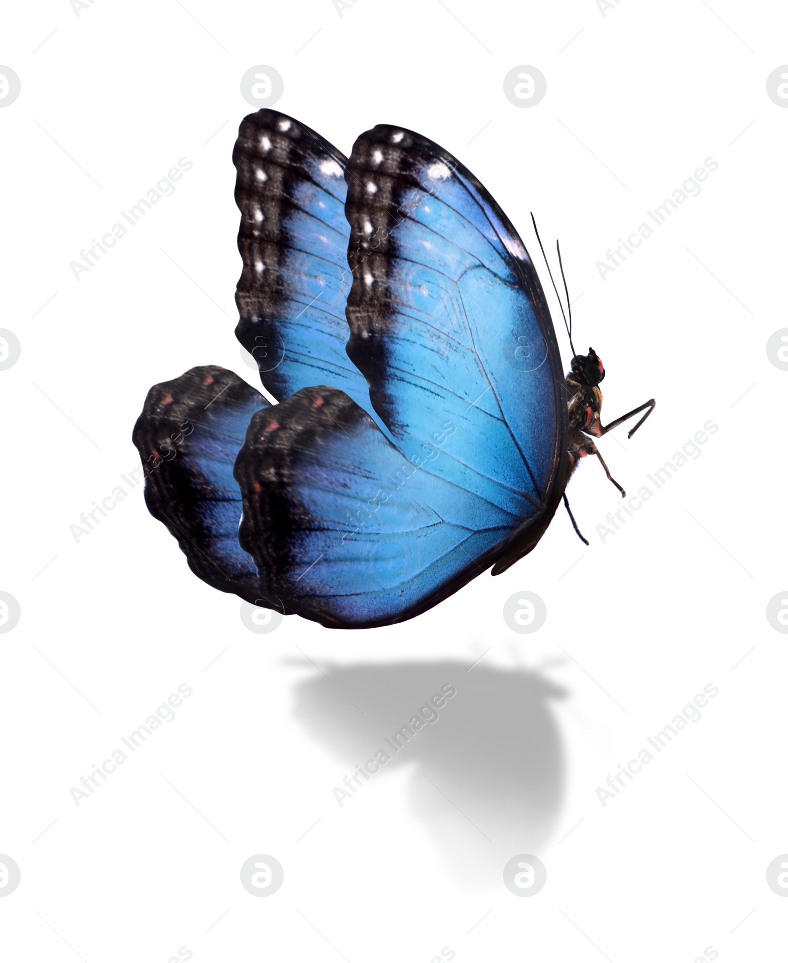 Image of Beautiful bright morpho butterfly on white background