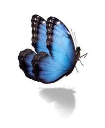 Image of Beautiful bright morpho butterfly on white background