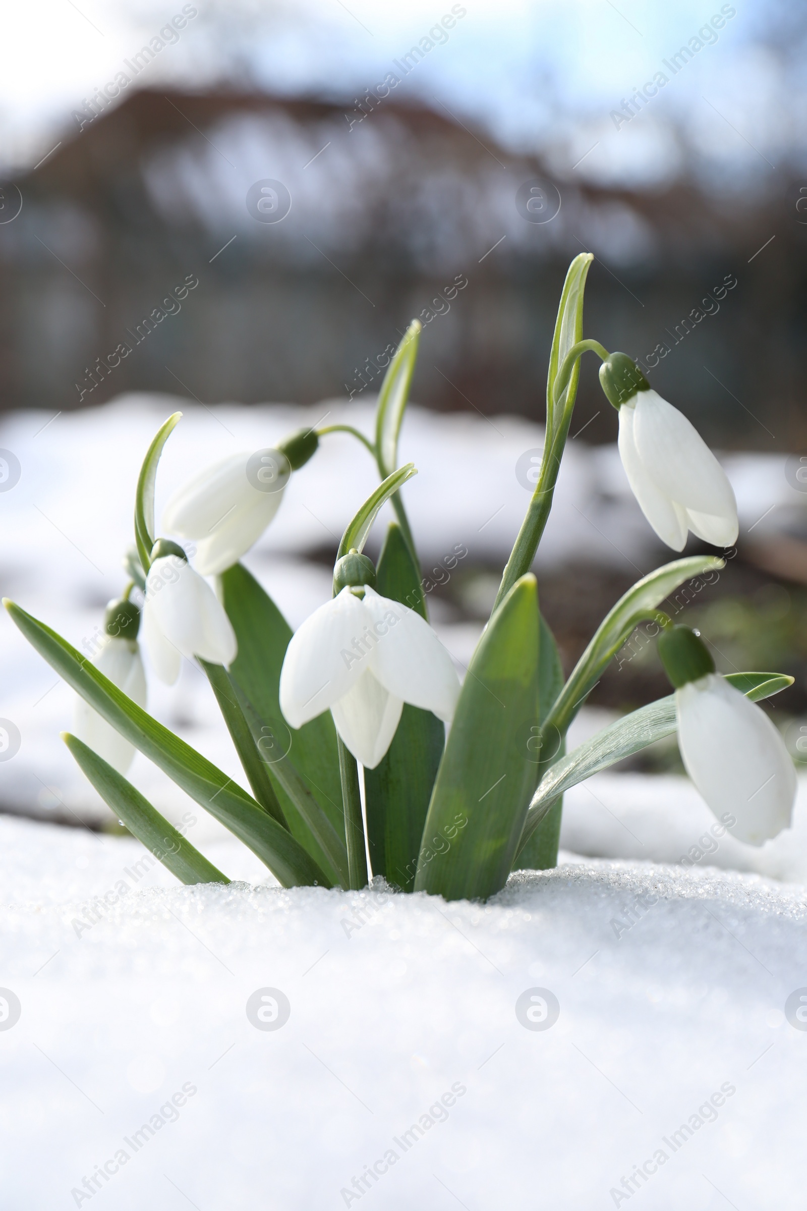 Photo of Beautiful blooming snowdrops growing in snow outdoors. Spring flowers