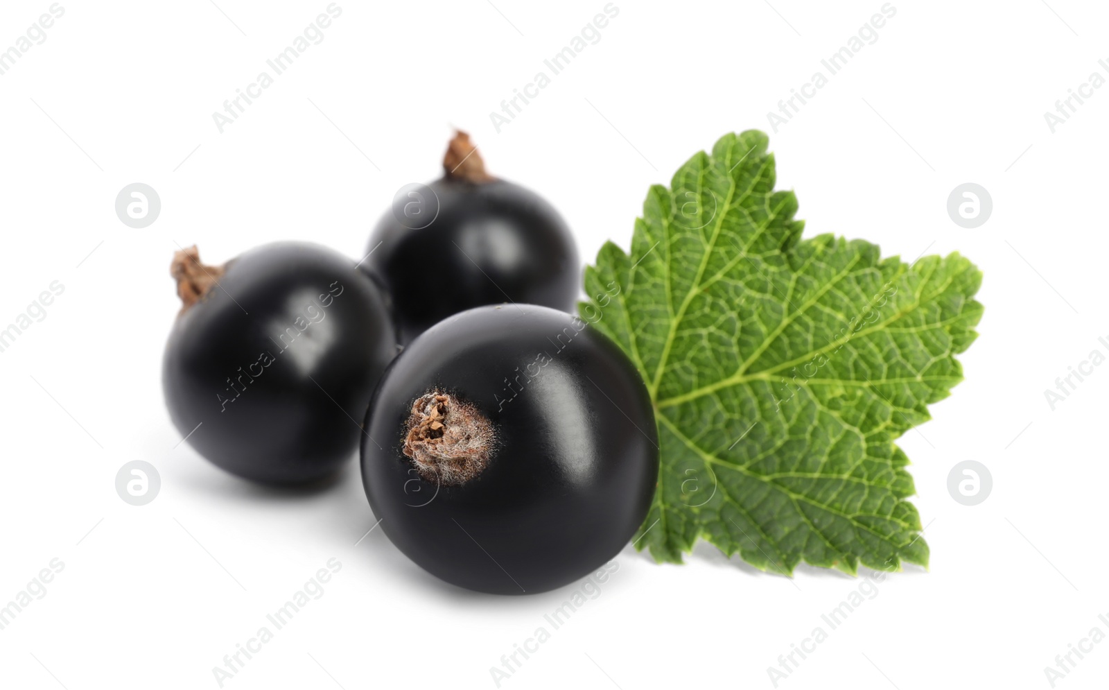 Photo of Ripe blackcurrants and leaf isolated on white