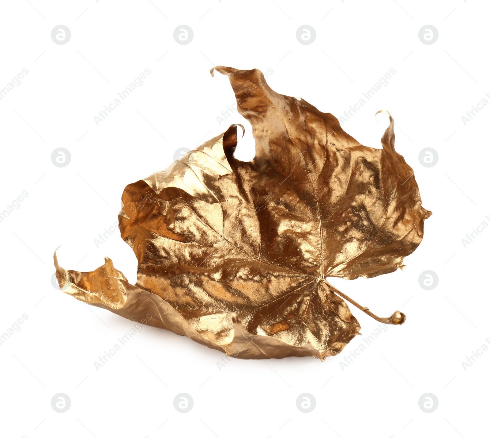 Photo of One golden maple leaf isolated on white. Autumn season