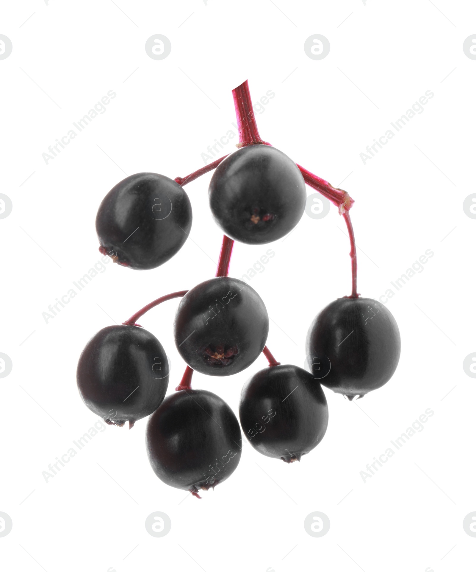 Photo of Bunch of black elderberries (Sambucus) on white background