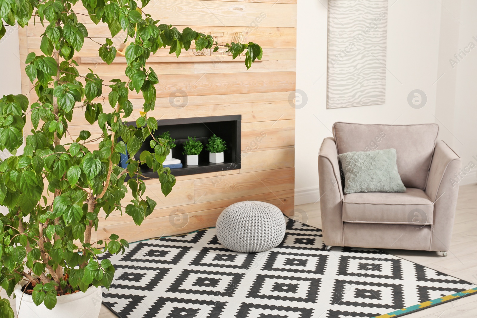 Photo of Stylish room interior with large houseplant, armchair and carpet