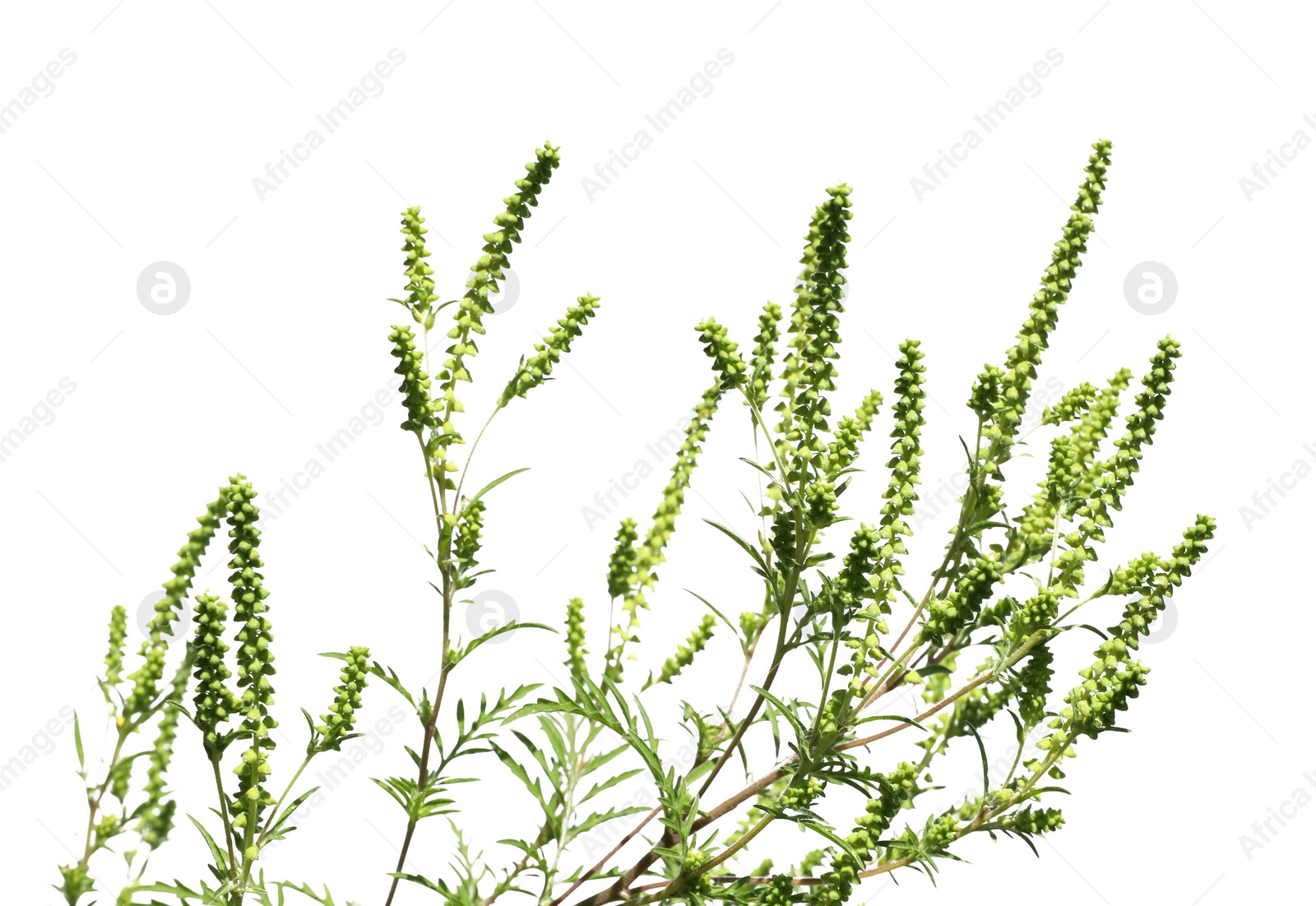 Photo of Blooming ragweed plant (Ambrosia genus) on white background. Seasonal allergy