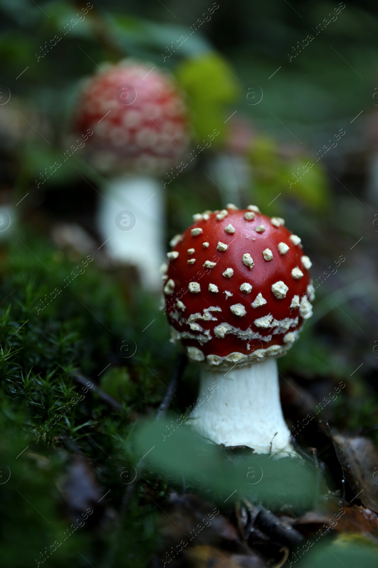 Photo of Fresh wild mushrooms growing in forest, closeup