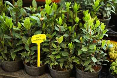 Many potted bay laurel plants on tray