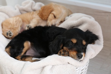 Photo of Cute English Cocker Spaniel puppies sleeping on soft plaid