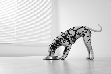 Photo of Adorable Dalmatian dog eating from bowl indoors