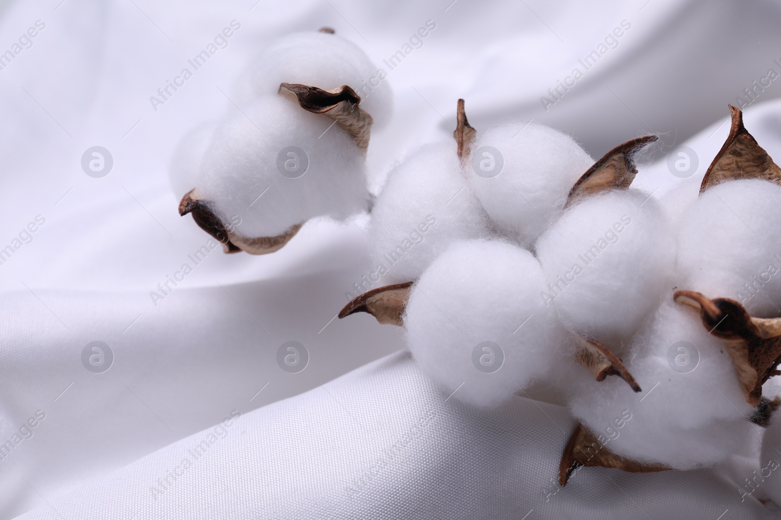 Photo of Cotton branch with fluffy flowers on white fabric, closeup