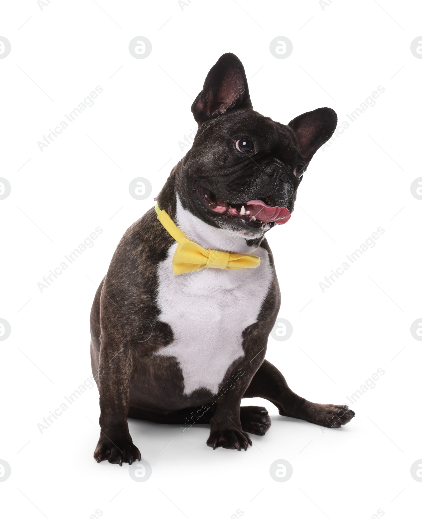 Photo of Adorable French Bulldog with bow tie on white background