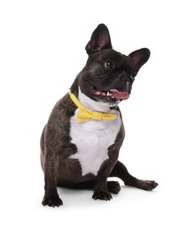Photo of Adorable French Bulldog with bow tie on white background