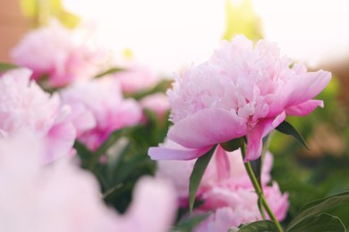 Blooming peony plant with beautiful pink flowers outdoors, closeup. Space for text