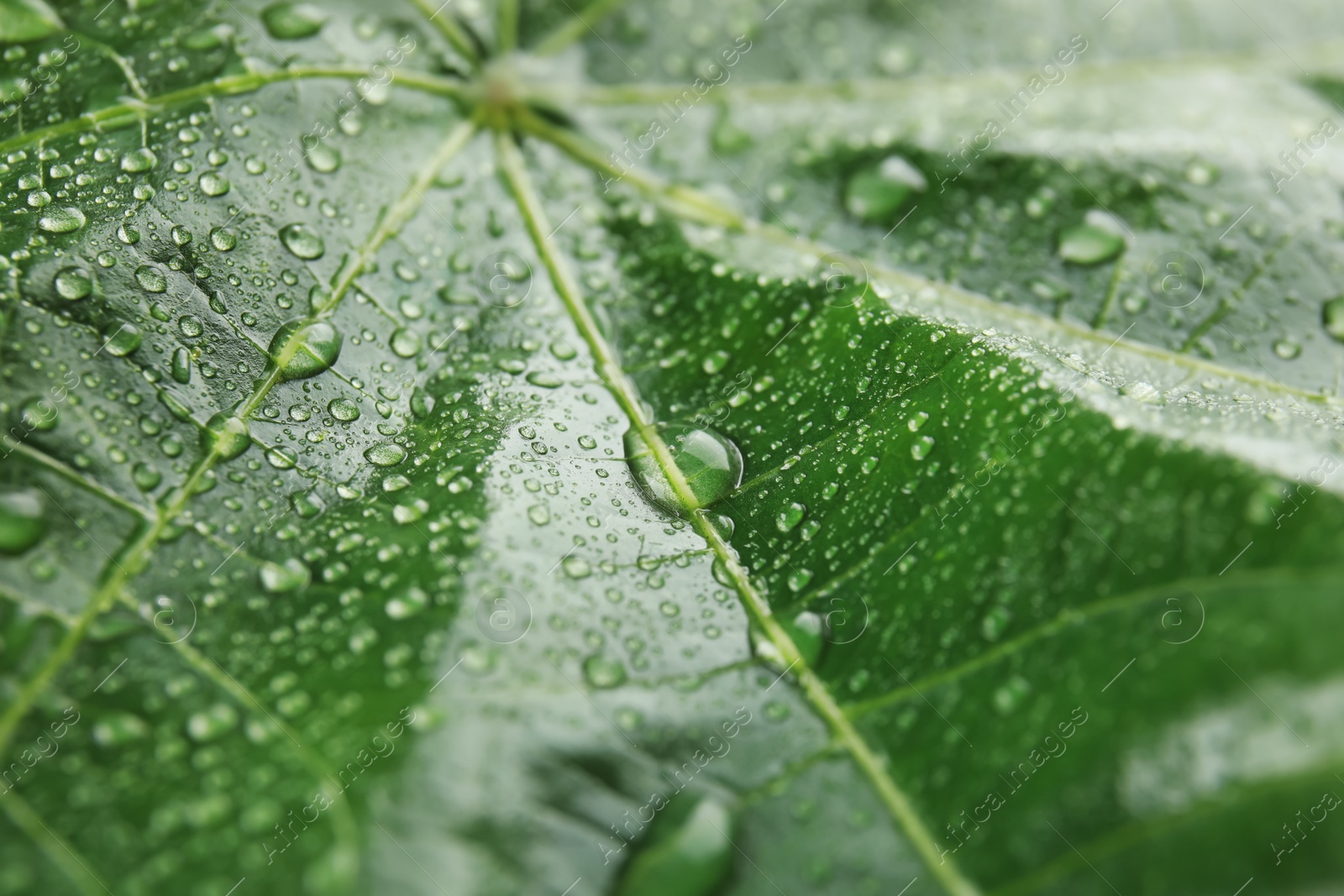 Photo of Beautiful green leaf with water drops, closeup