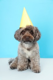 Photo of Cute Maltipoo dog with party hat on light blue background. Lovely pet