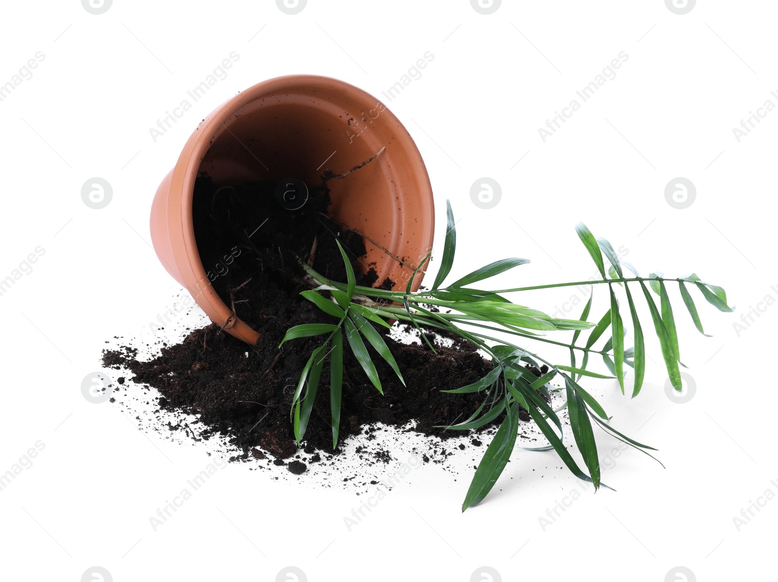 Photo of Overturned terracotta flower pot with soil and plant isolated on white