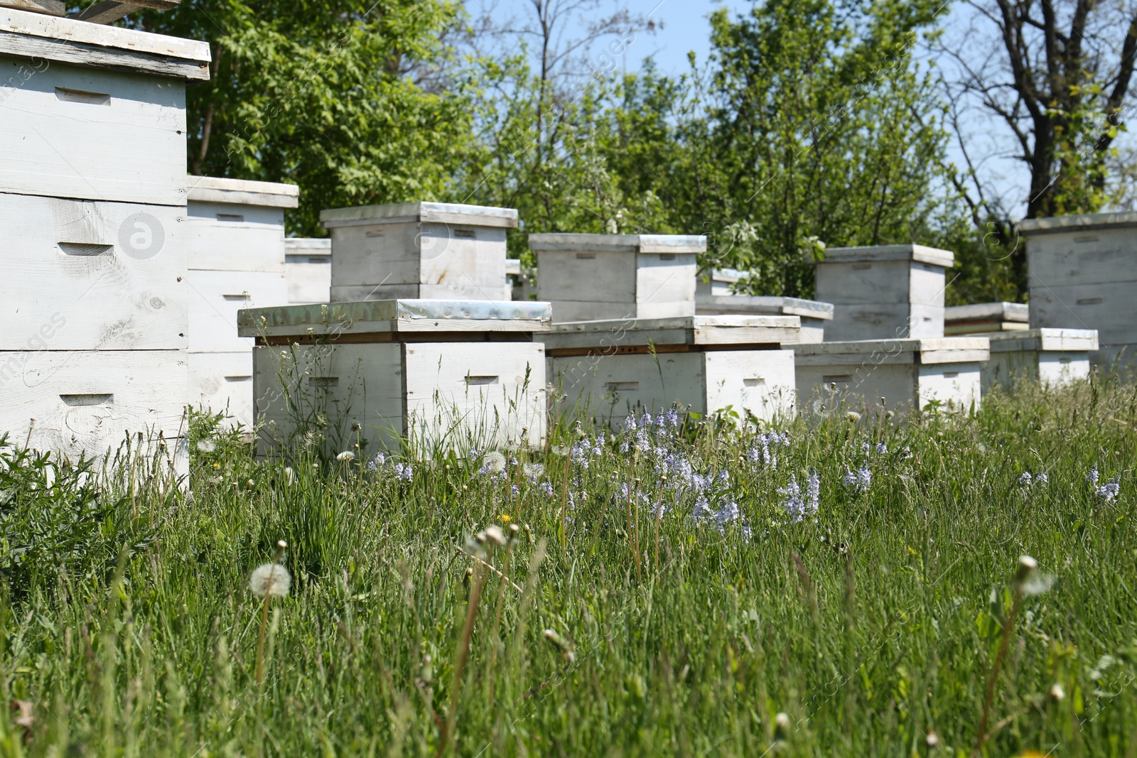 Photo of Many white bee hives at apiary on spring day