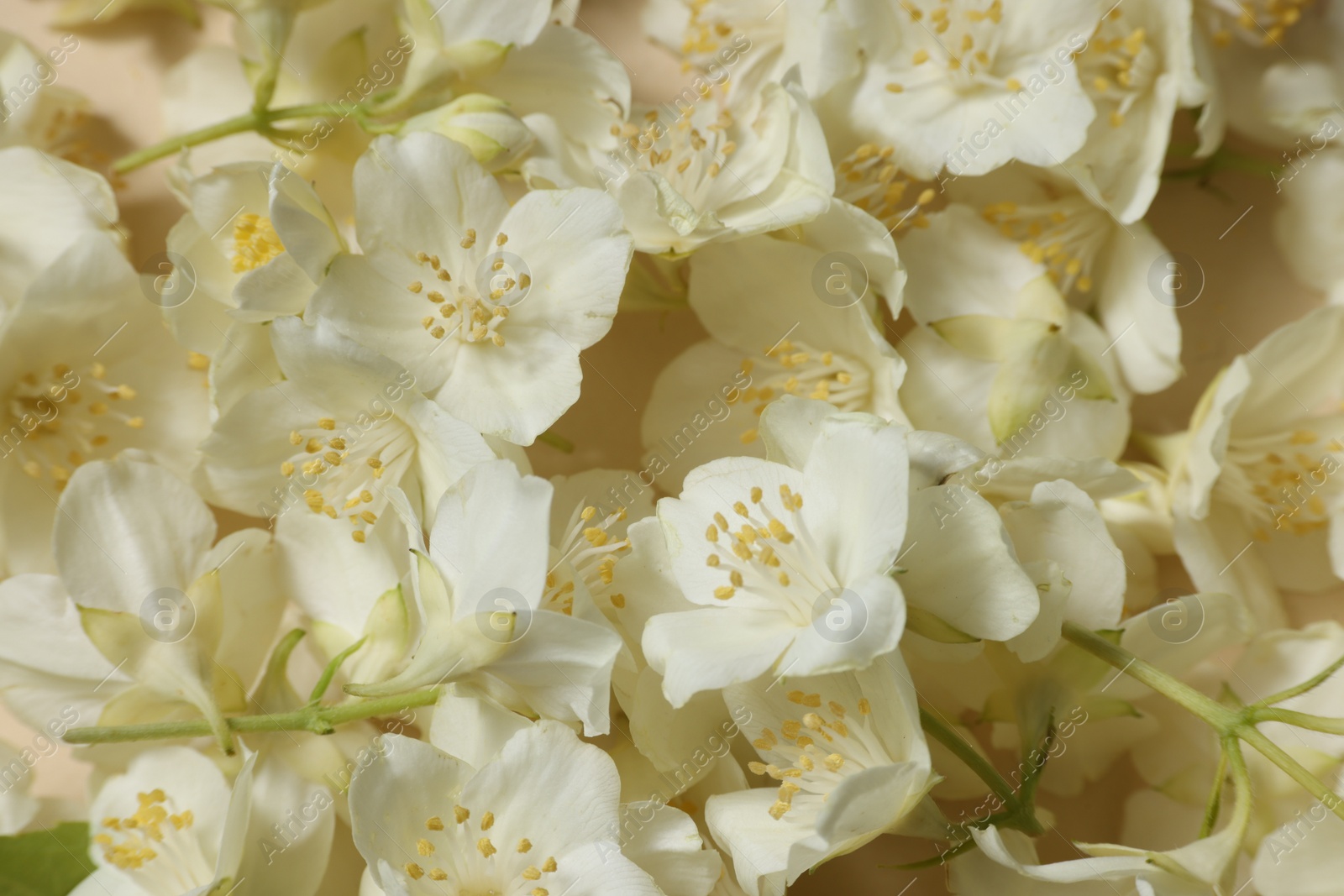 Photo of Many aromatic jasmine flowers on beige background, above view