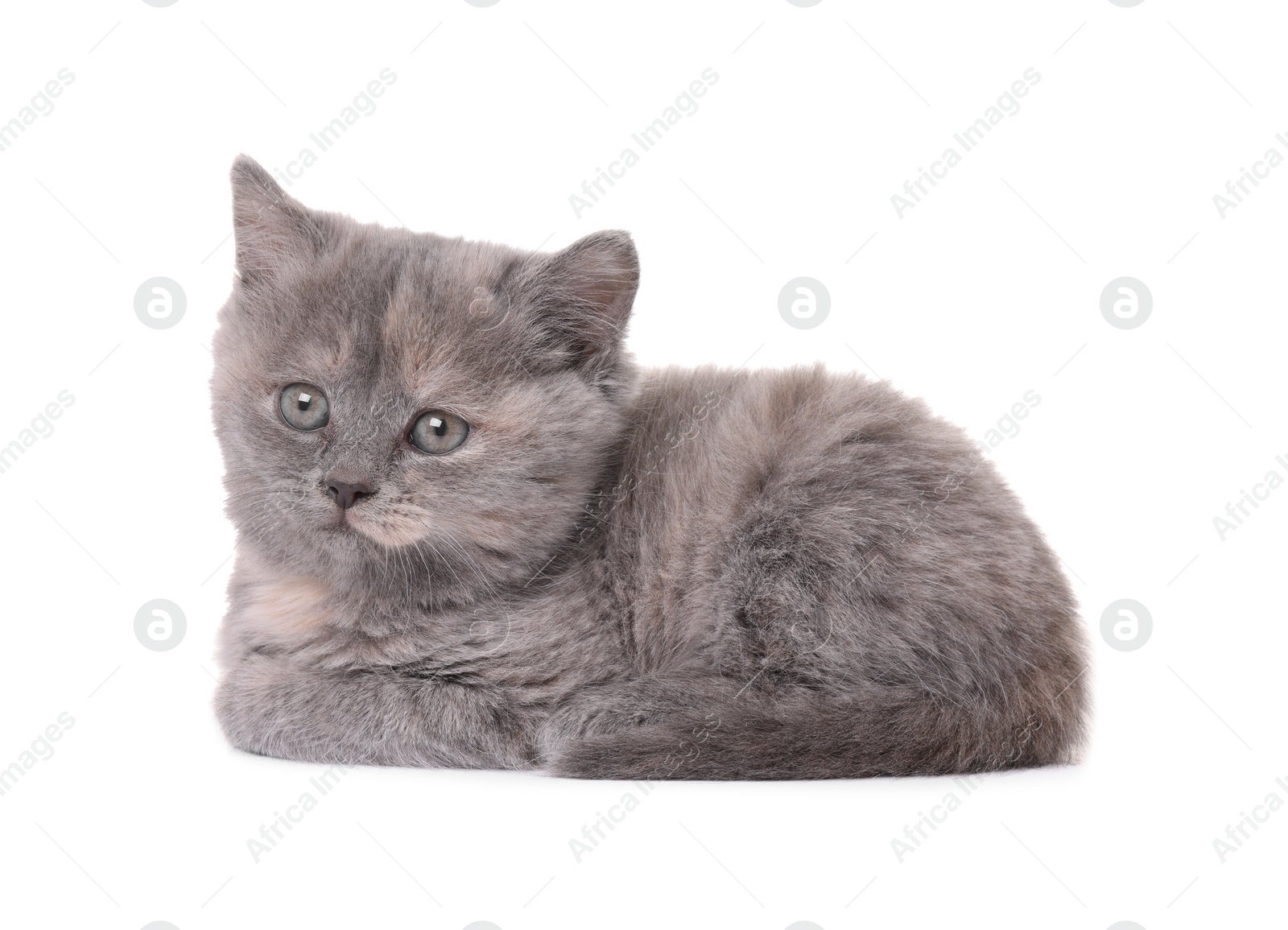 Photo of Cute little grey kitten lying on white background