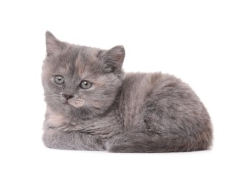 Photo of Cute little grey kitten lying on white background