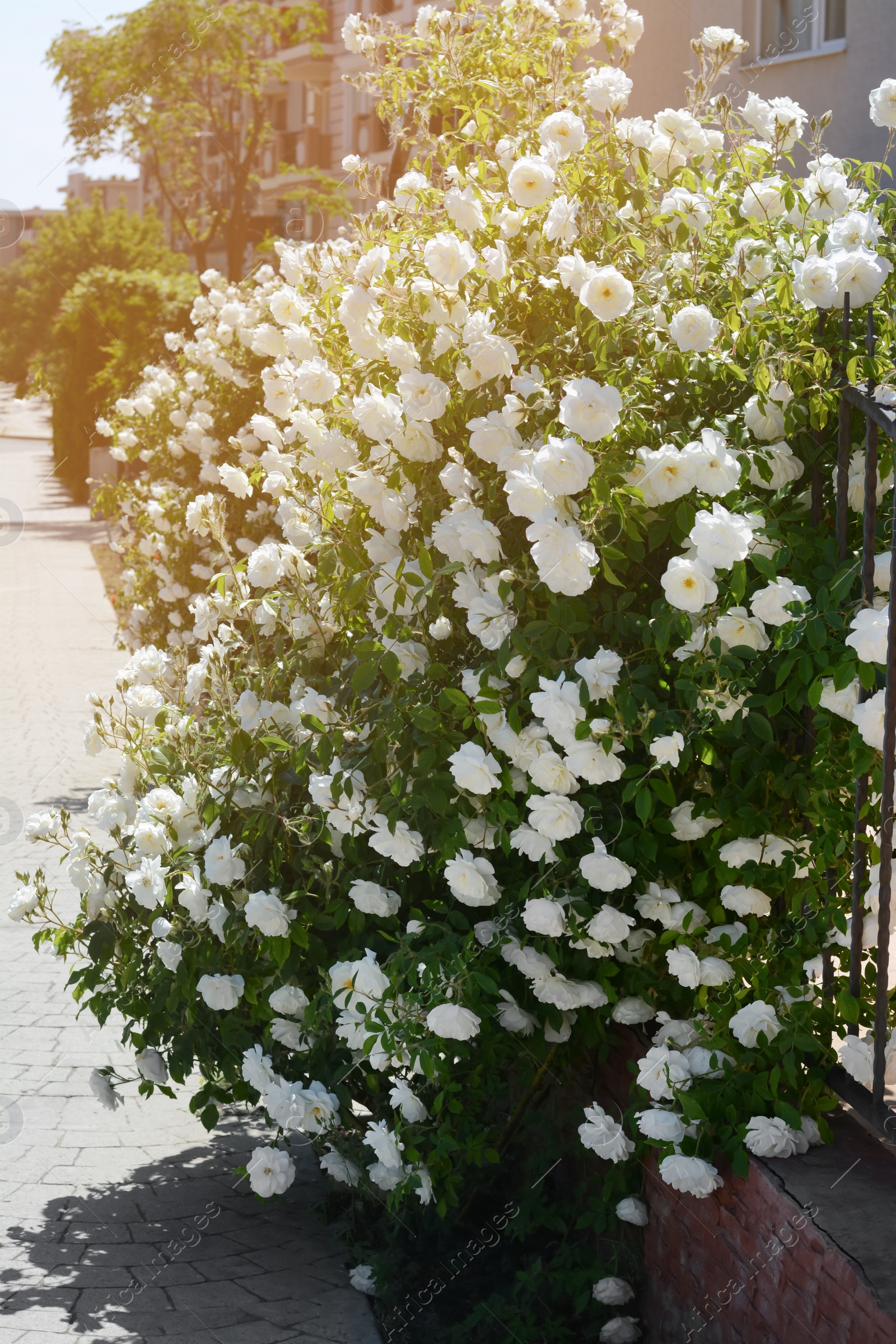 Photo of Beautiful blooming rose bush outdoors on sunny day