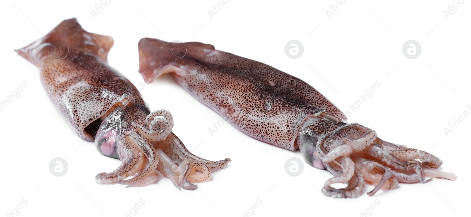 Photo of Raw squids isolated on white. Fresh seafood