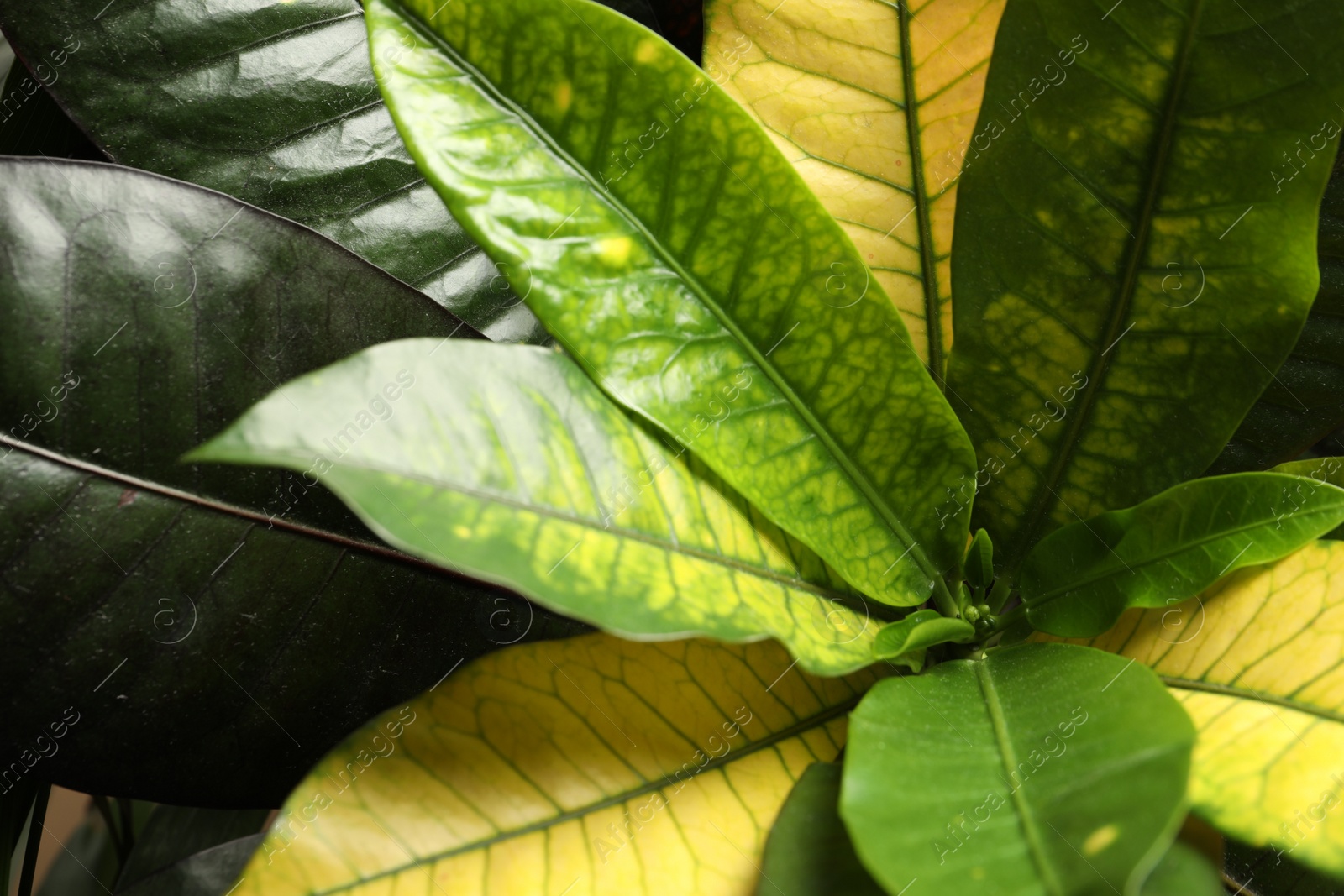 Photo of Codiaeum with lush leaves, closeup. Tropical plant