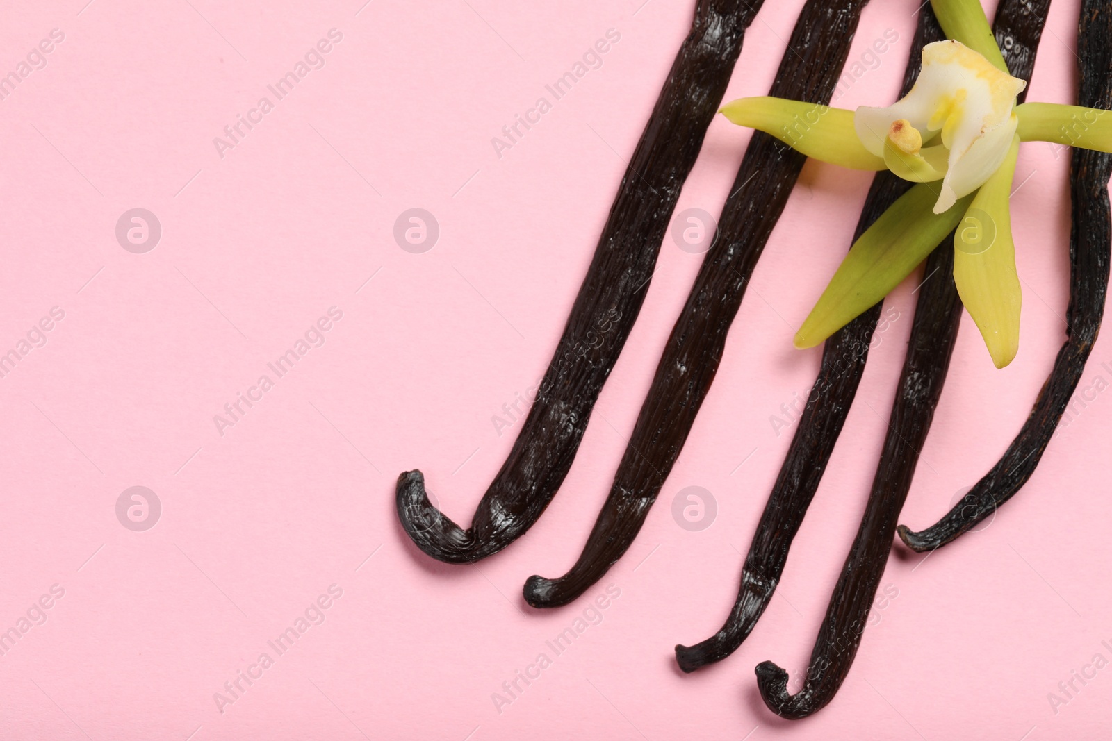 Photo of Vanilla pods and beautiful flower on pink background, top view. Space for text
