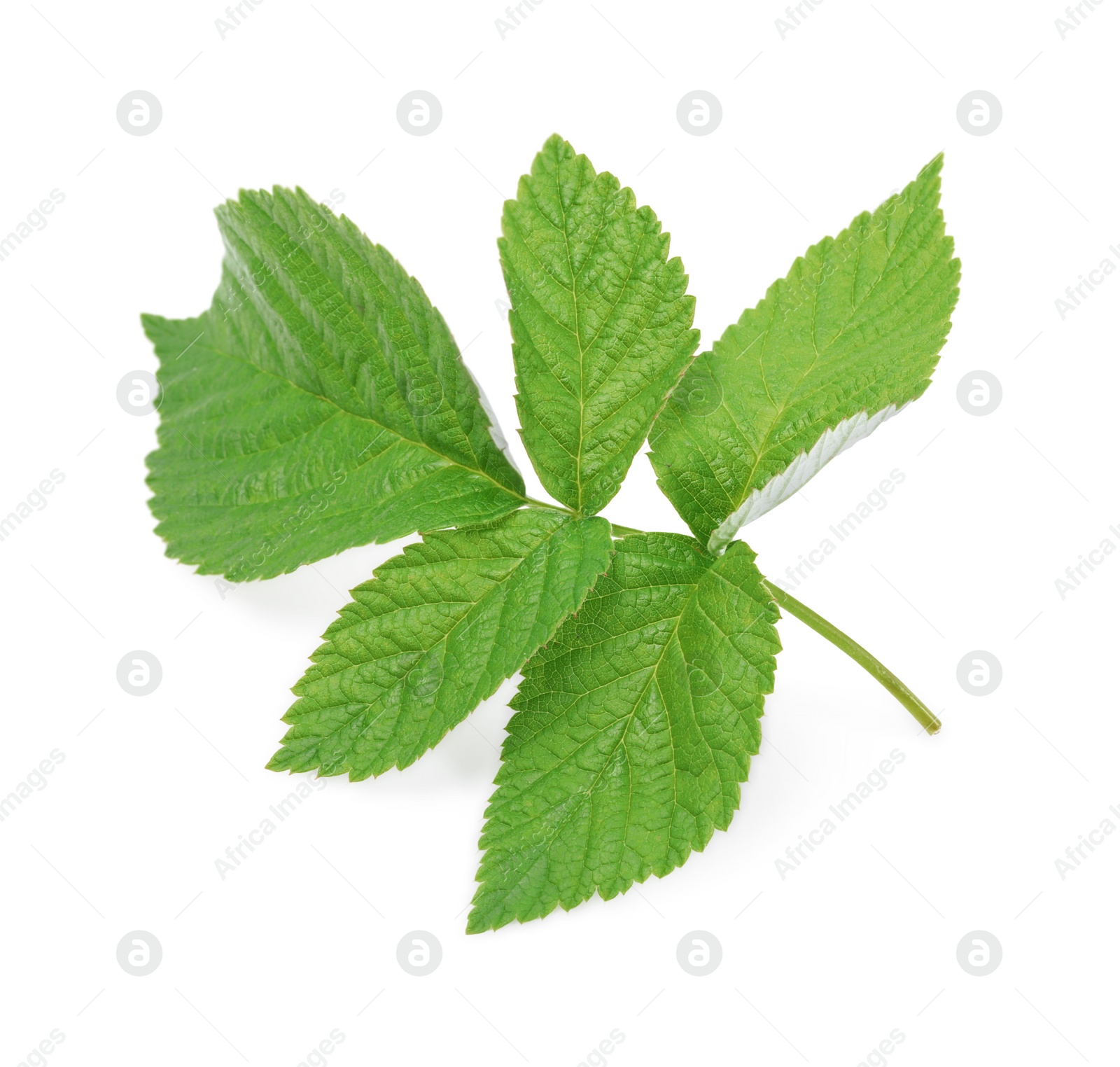 Photo of Stem with green raspberry leaves isolated on white