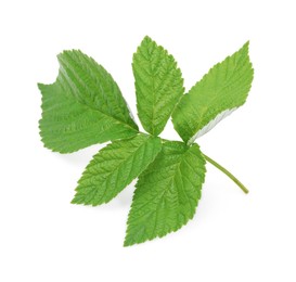 Stem with green raspberry leaves isolated on white