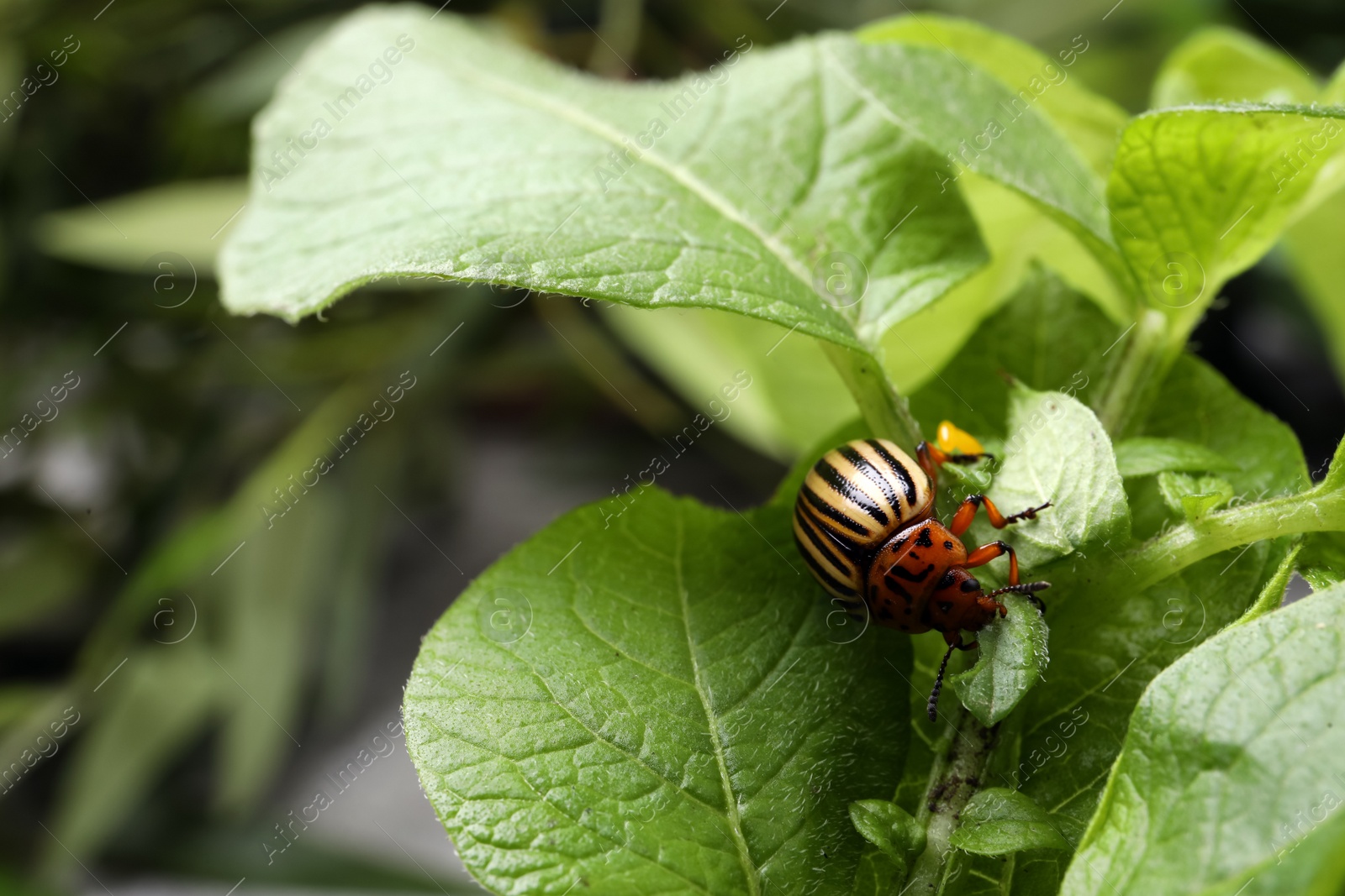 Photo of Colorado potato beetle on green plant outdoors, closeup