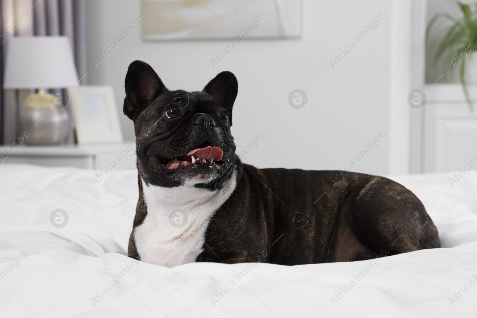 Photo of Adorable French Bulldog lying on bed indoors. Lovely pet