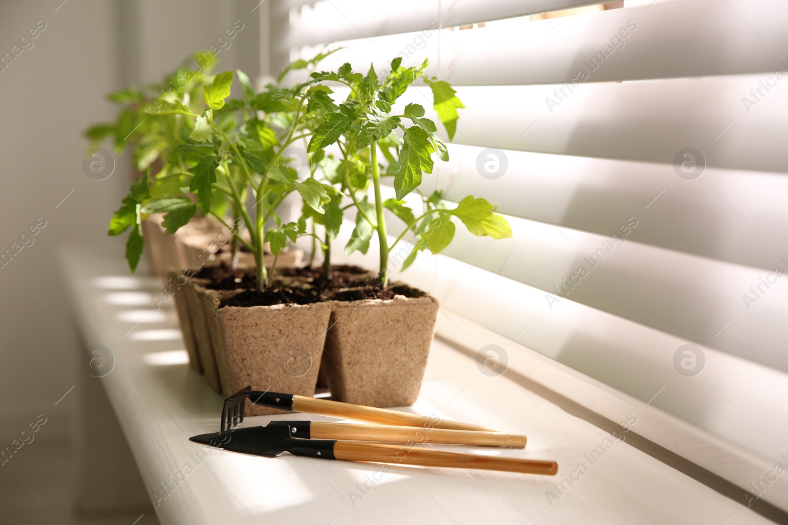 Photo of Gardening tools and green tomato seedlings in peat pots on white windowsill indoors